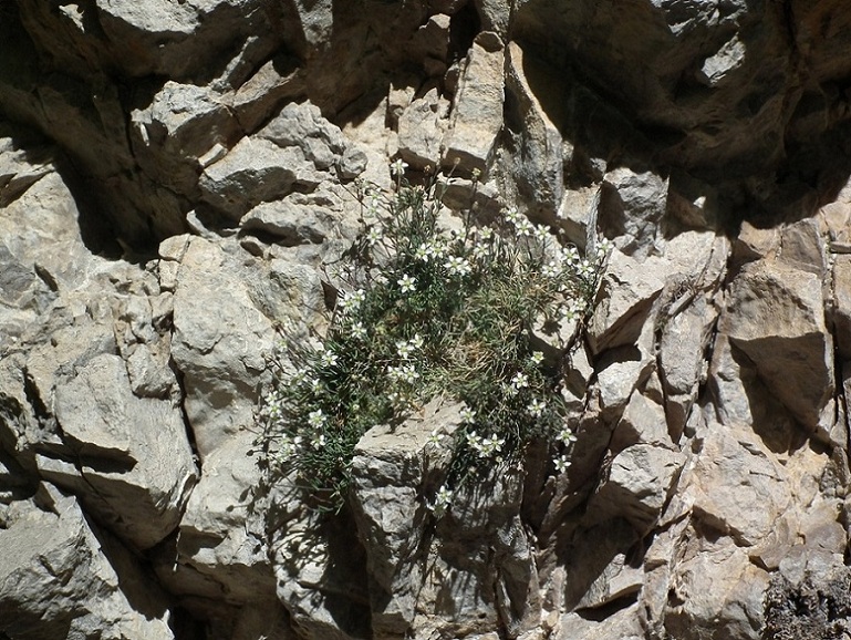 Moehringia glaucovirens / Moehringia verde-glauca